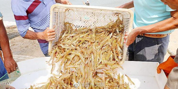 新濠天地集团/山东滨州北海“盐田虾”进入捕捞季，捕捞将一直持续到十月底